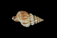 藏品(中華峨螺)的圖片